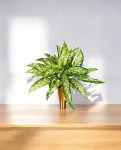 Aglaonema Bush 48cm 8FW1118N