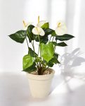 Anthurium Deluxe Bush Cream 56cm 8FW1108CR