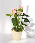 Anthurium Deluxe Bush Pink 56cm 8FW1108PK (2)