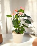 Anthurium Deluxe Bush Pink 56cm 8FW1108PK (2)