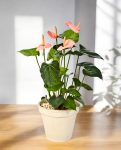 Anthurium Deluxe Bush Pink 56cm 8FW1108PK (2)