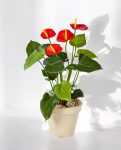 Anthurium Deluxe Bush Red 56cm 8FW1108R (3)