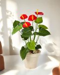 Anthurium Deluxe Bush Red 56cm 8FW1108R (3)