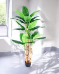 BANANA TREE (3 Trunk) 290cm CH10817737(d) (3)