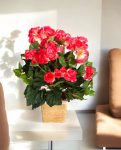 Begonia Bush Beauty 20cm 8FW1087B (2)