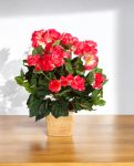 Begonia Bush Beauty 20cm 8FW1087B (2)