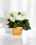 Begonia Bush Cream 20cm 8FW1087CR (3)