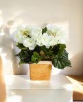 Begonia Bush Cream 20cm 8FW1087CR (3)