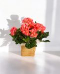 Begonia Bush HRS 20cm 8FW1087HRS (3)