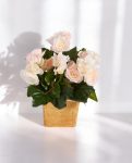 Begonia Bush Pink 20cm 8FW1087P (2)