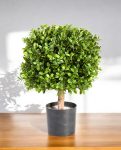 Buxus Square 45cm 8BUXUSS10 (3)