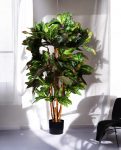 CROTON PETRA 120cm 18443(a) (3)