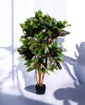 CROTON PETRA 120cm 18443(a) (3)