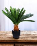 CYCAS (POTTED) 72cm CH9504157(a) (3)