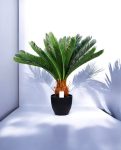 CYCAS (POTTED) 72cm CH9504157(a) (3)