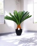 CYCAS (POTTED) 72cm CH9504157(a) (3)