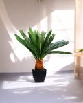 CYCAS (POTTED) 72cm CH9504157(a) (3)