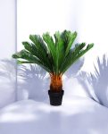 CYCAS (POTTED) 93cm CH9504158(c) (3)