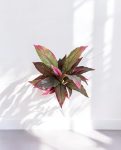 Cordyline Red_Green Bush 30cm 8FW01080R