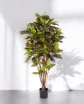 Croton Exellent Branched 120cm 8CREXVT10