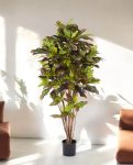 Croton Exellent Branched 120cm 8CREXVT10