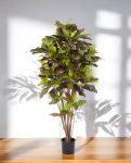 Croton Exellent Branched 120cm 8CREXVT10