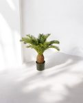 Cycas Tuft 65cm 8CYCARS65