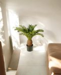 Cycas Tuft 65cm 8CYCARS65