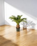 Cycas Tuft 65cm 8CYCARS65