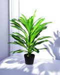 DRACAENA 80cm CH10804702(b) (3)