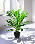 DRACAENA 80cm CH10804702(b) (3)