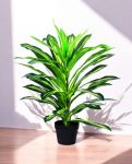 DRACAENA 80cm CH10804702(b) (3)