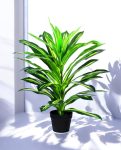 DRACAENA 80cm CH10804702(b) (3)