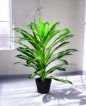 DRACAENA 80cm CH10804702(b) (3)