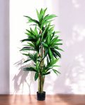 DRACAENA SANDERIANA 170cm 18177(b) (3)