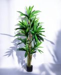 DRACAENA SANDERIANA 170cm 18177(b) (3)