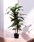 DRACAENA TREE 120cm 19521(b) (3)