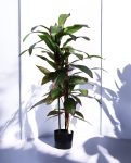 DRACAENA TREE 120cm 19521(b) (3)