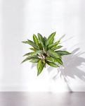 Dracaena Bush 48cm 8FW1117N