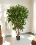 Dracaena Reflexa Jamaica Branched 150cm 8DRJAVT15 (2)