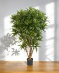 Dracaena Reflexa Jamaica Branched 150cm 8DRJAVT15 (2)