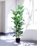 FICUS RUBBER VARIEGATA TREE 130cm 19344(c)(3)