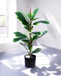 FICUS RUBBER VARIEGATA TREE 65cm 19339(b) (3)