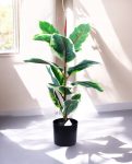 FICUS RUBBER VARIEGATA TREE 65cm 19339(b) (3)