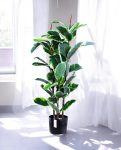 FICUS RUBBER VARIEGATA TREE 90cm 19342(b) (3)