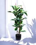 FICUS RUBBER VARIEGATA TREE 90cm 19342(b) (3)