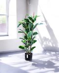 FICUS RUBBER VARIEGATA TREE 90cm 19342(b) (3)