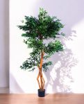 FICUS S-SHAPED 180cm 18203(b) (3)