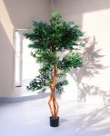 FICUS S-SHAPED 180cm 18203(b) (3)