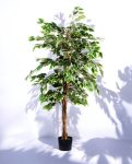 FICUS VARIEGATA 150cm 18449(b) (2)